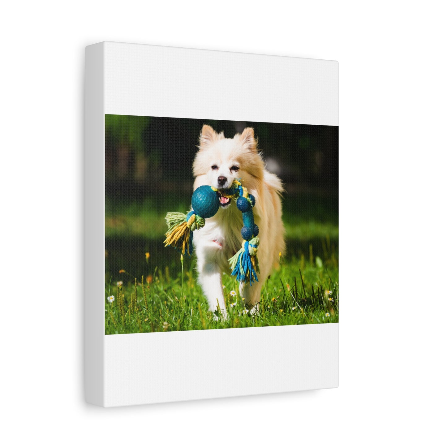 Personalized Pet Matte Canvas, Stretched, 1.25"