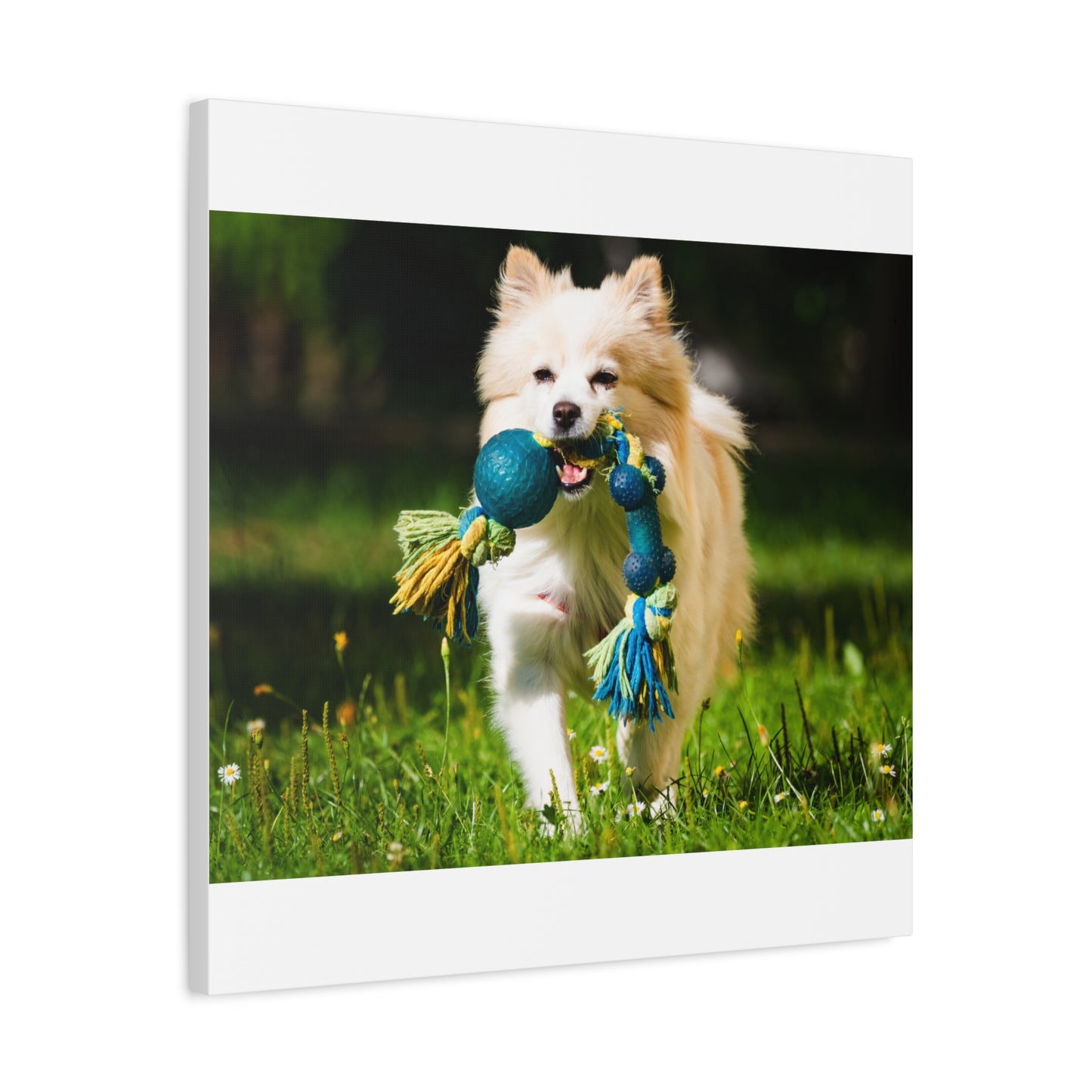 Personalized Pet Matte Canvas, Stretched, 1.25"