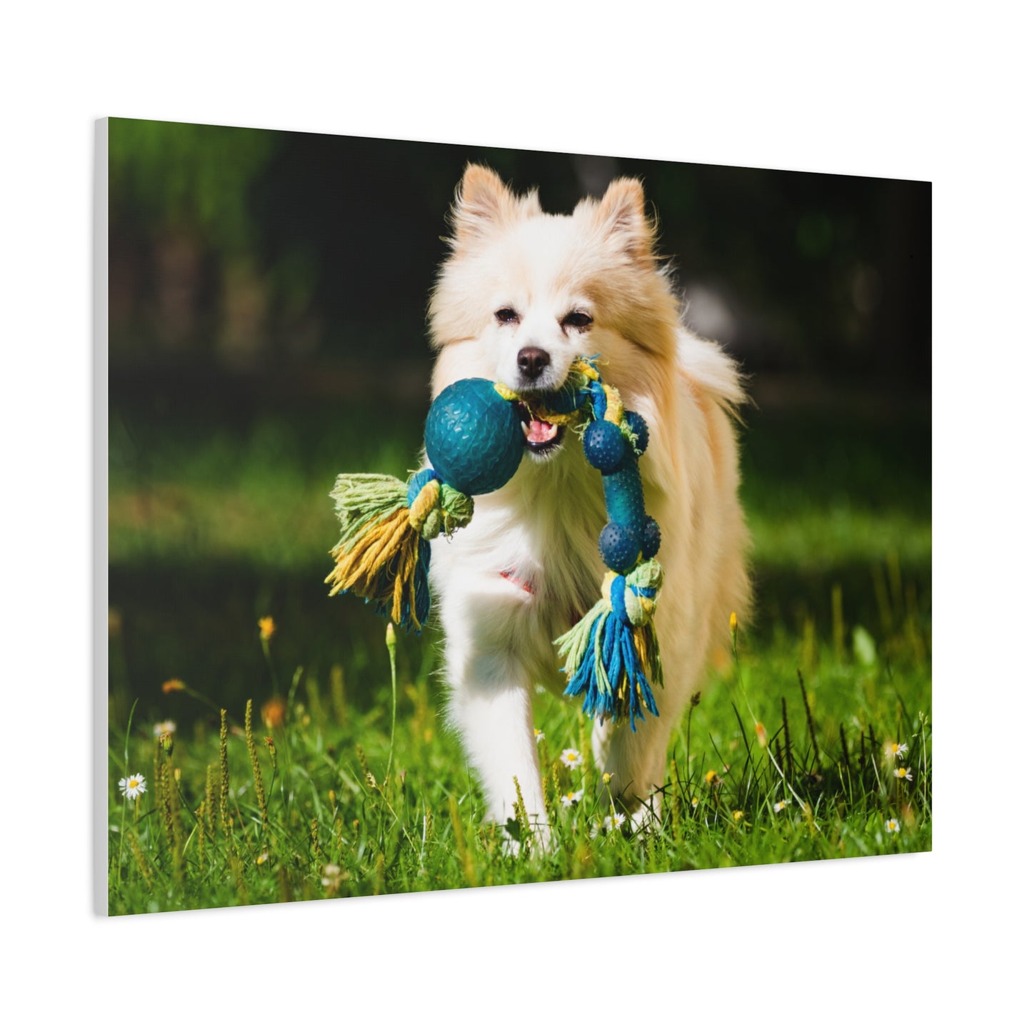 Personalized Pet Matte Canvas, Stretched, 1.25"