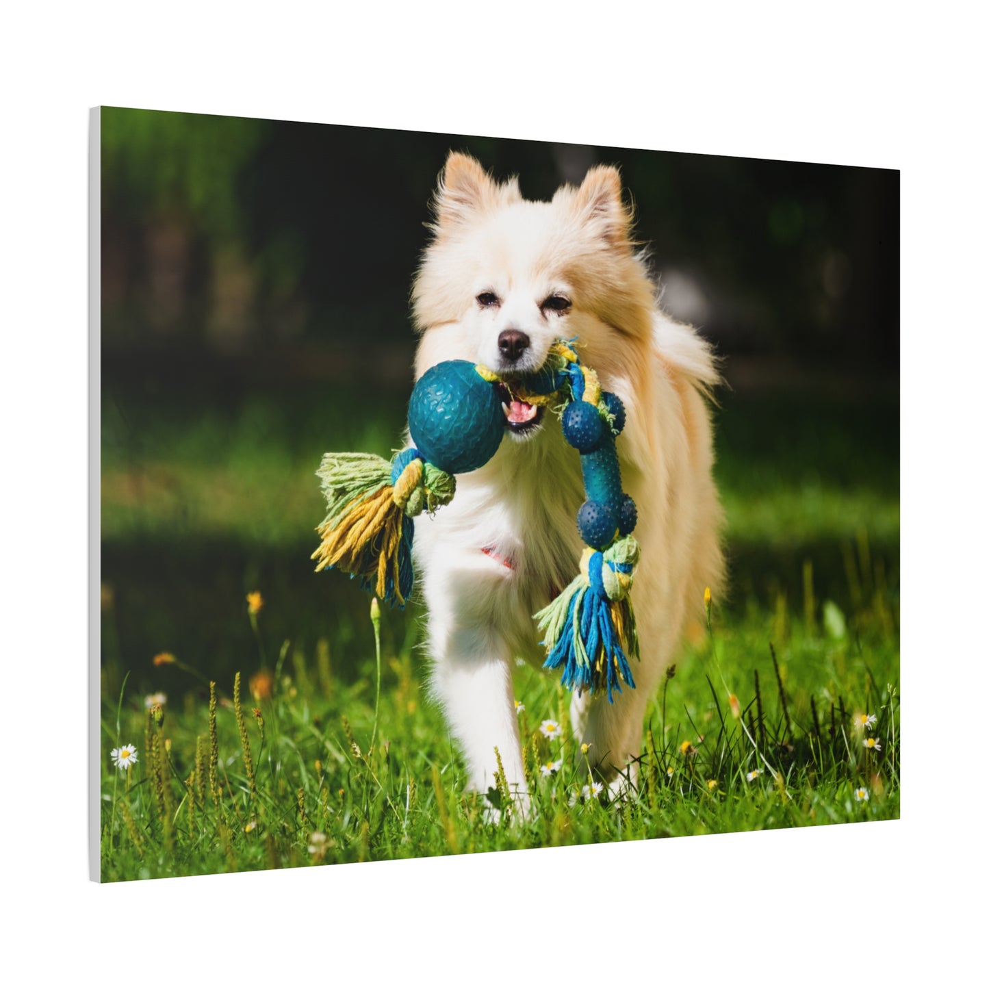 Personalized Pet Matte Canvas, Stretched, 1.25"