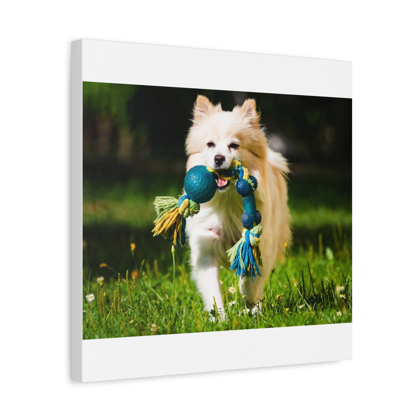 Personalized Pet Matte Canvas, Stretched, 1.25"